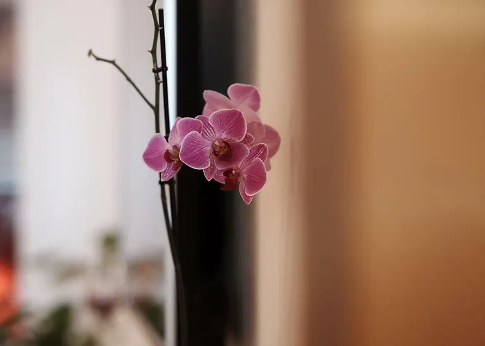 Antonio Appartement Trogir