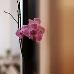 Antonio 아파트 트로기르